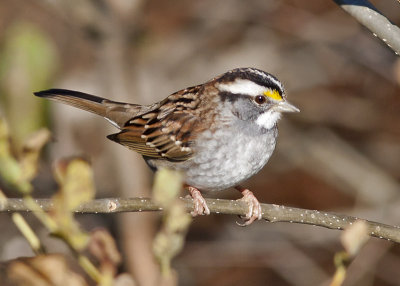 White-throated Sparrow.jpg