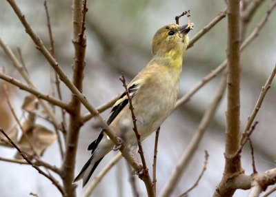 American Goldfinch