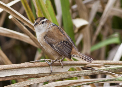 Marsh Wren
