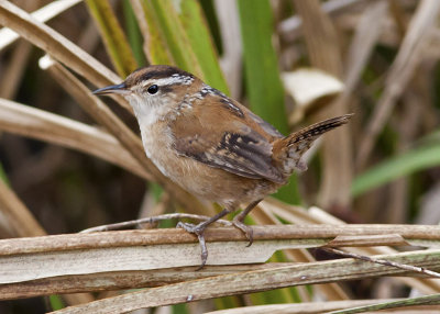 Marsh Wren