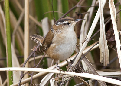 Marsh Wren