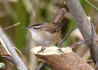 Marsh Wren