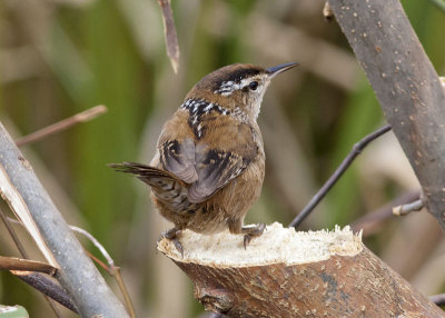 Marsh Wren