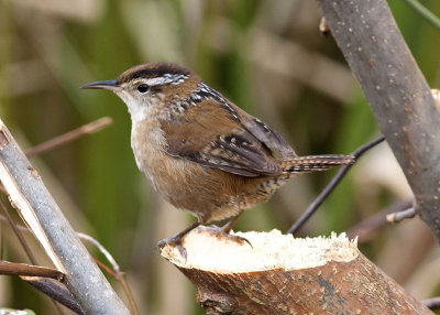 Marsh Wren