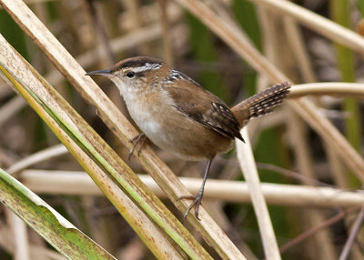 Marsh Wren