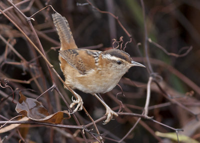 Marsh Wren