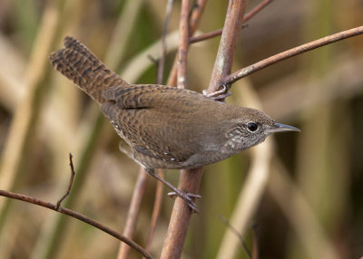 House Wren