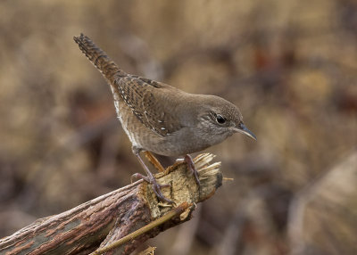 House Wren