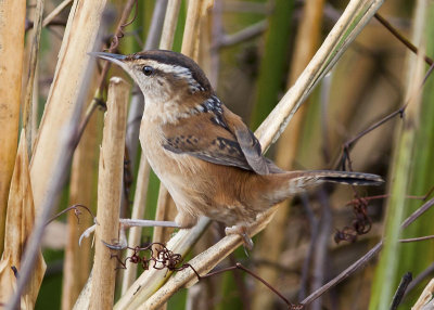 Marsh Wren