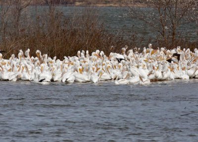 American White Pelican