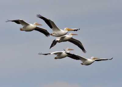American White Pelican