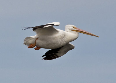 American White Pelican