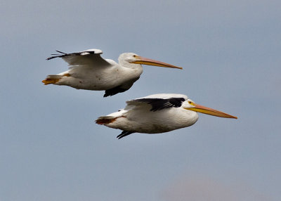 American White Pelican