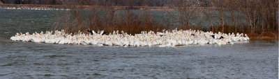 Pelicans_Panorama 