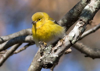 Pine Warbler