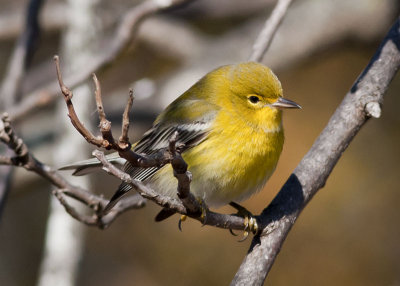 Pine Warbler