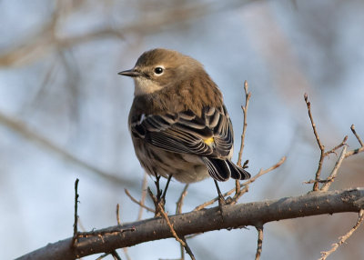 Yellow-rumped Warbler