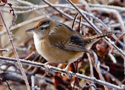 Marsh Wren