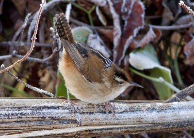 Marsh Wren