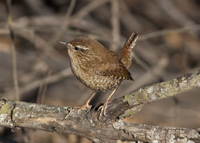 Winter Wren