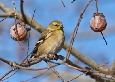 American Goldfinch