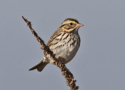 Savannah Sparrow