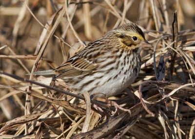 Savannah Sparrow