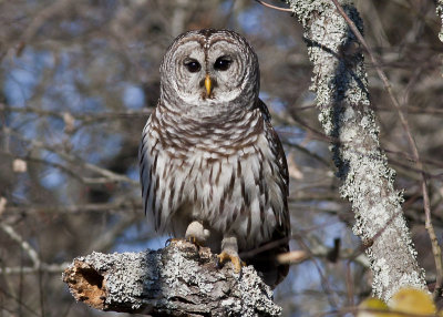 Barred Owl