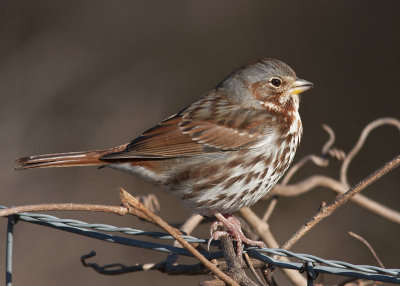 Fox Sparrow