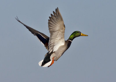 Mallard Drake