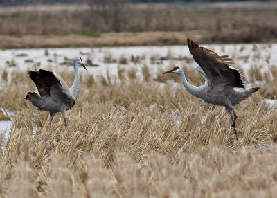 Sandhill Cranes - Near Noble Lake Arkansas