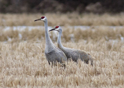 Sandhill Cranes - Near Noble Lake Arkansas