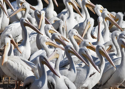 American White Pelicans