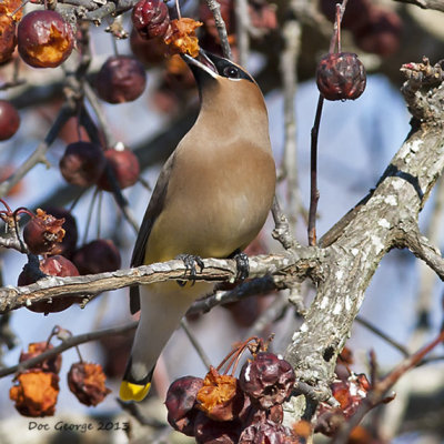 Cedar Waxwing