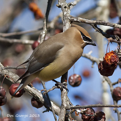 Cedar Waxwing