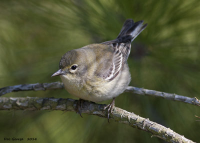 Pine Warbler - 1st Year Female