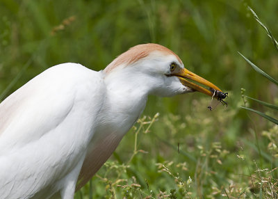 Cattle Egret with unlucky cricket