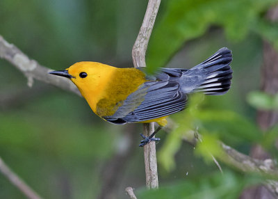 Prothonotary Warbler