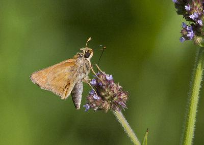 Skipper