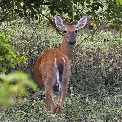 White-tailed Deer