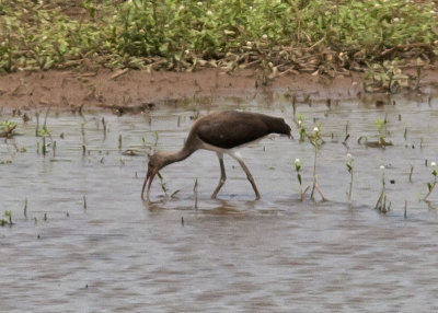 Ibis (Most likely juvenile White-faced Ibis)