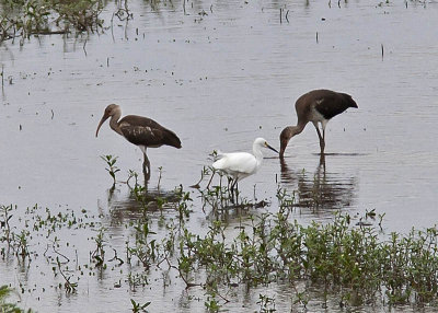 Ibis with Egret friend (most likely these are juvenile white-faced Ibis) 