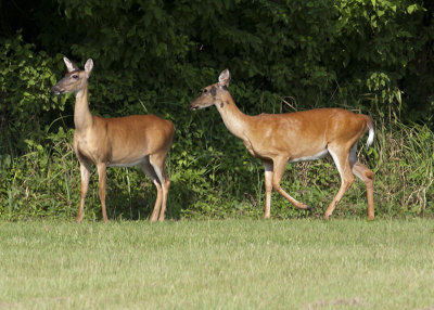 Regional Park Deer - Pine Bluff