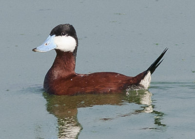 Ruddy Duck