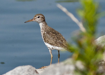 Spotted Sandpiper