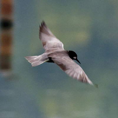  Tern