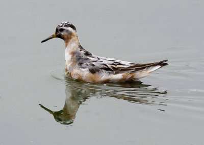 Red Phalarope