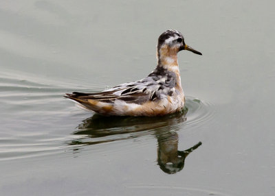 Red Phalarope