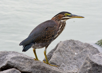 Green Heron