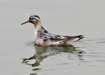 Red Phalarope